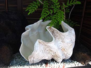 Amazon | 【貝殻の問屋さん】オオシャコガイ 約70㎏－車上渡し